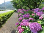 静岡県 紫陽花(アジサイ)観光スポット・名所