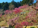 静岡県 梅園・梅林 観光スポット・名所