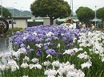 静岡県 花菖蒲園 観光スポット・名所