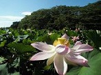 静岡県 蓮の花(ハスの花)観光スポット・名所