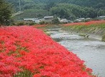 静岡県 彼岸花(ヒガンバナ)観光スポット・名所