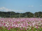 静岡県 秋桜(コスモス)観光スポット・名所