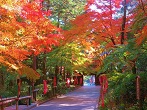 静岡県 紅葉・もみじ 観光スポット・名所