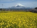 静岡県 菜の花畑 観光スポット・名所