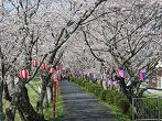 静岡県 桜・花見・早咲き桜 観光スポット・名所