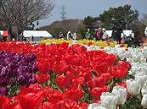 静岡県 チューリップ 観光スポット・名所